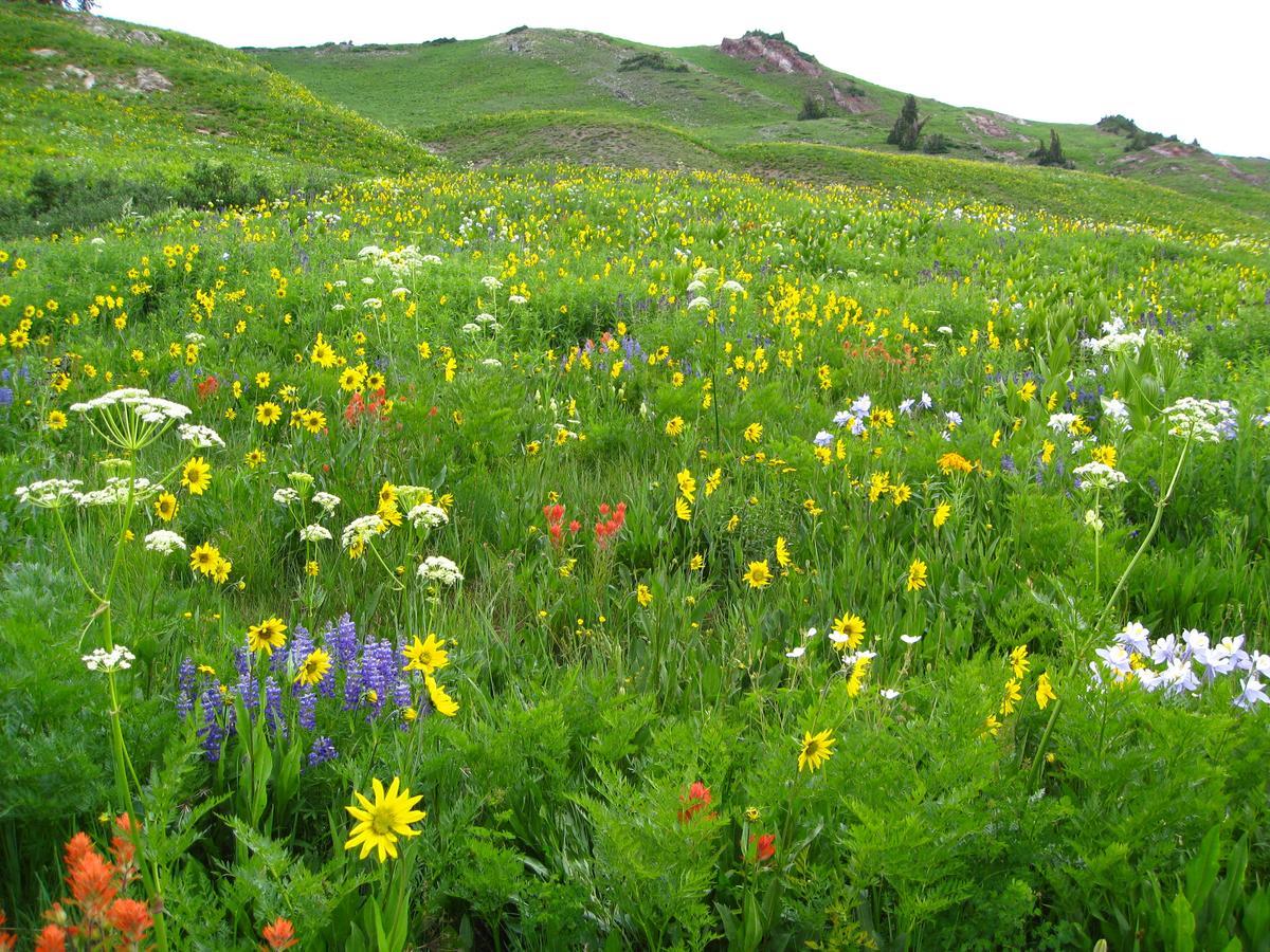 Purple Mountain Bed & Breakfast & Spa Crested Butte Exterior foto